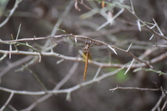 Macrothemis inacuta