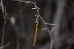 Macrothemis inacuta