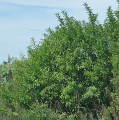 Cestrum laevigatum