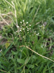 Capsella bursa-pastoris