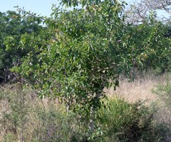 Ficus sur