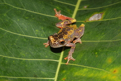Dendropsophus reticulatus