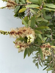Melaleuca salicina