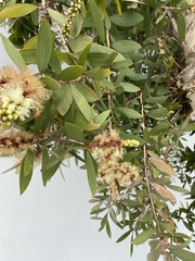 Melaleuca salicina
