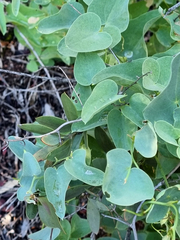 Dioscorea hemicrypta