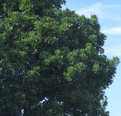 Harpephyllum caffrum
