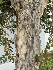 Melaleuca salicina