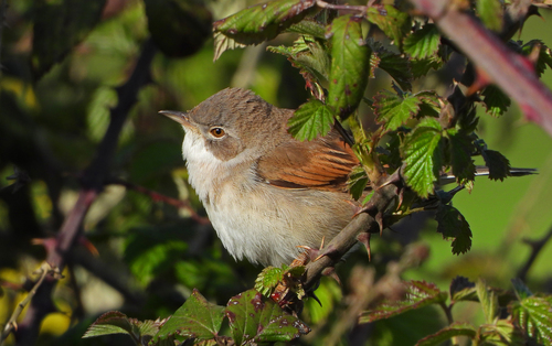 Curruca zarcera (Curruca communis)