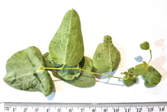 Dioscorea hemicrypta