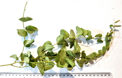 Dioscorea hemicrypta