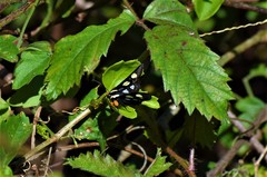 Androloma disparata