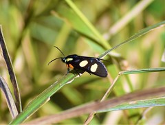 Androloma disparata