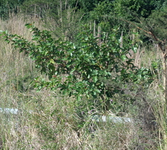 Ficus sur