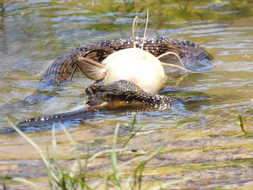 Diamondback Watersnake photographed in Louisiana