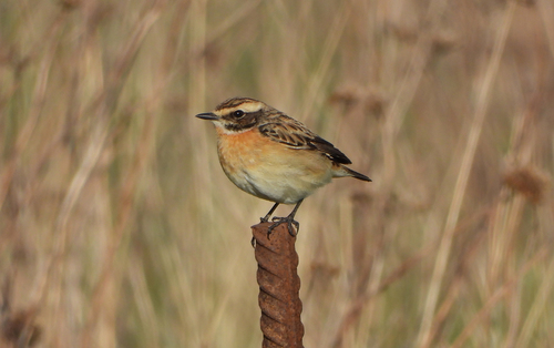 Tarabilla norteña (Saxicola rubetra)