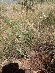 Pimelea curviflora