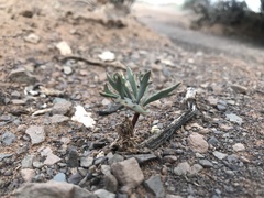 Eriospermum alcicorne