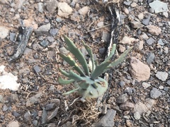 Eriospermum alcicorne