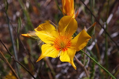 Mentzelia lindleyi