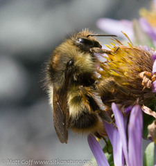 Bombus mixtus