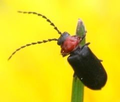 Ditemnus bidentatus
