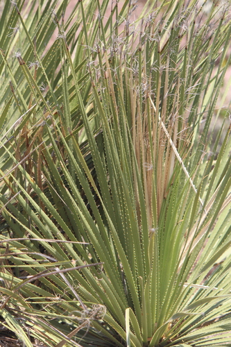 Image of Dasylirion acrotrichum by (c) José Belem Hernández Díaz, some rights reserved (CC BY)