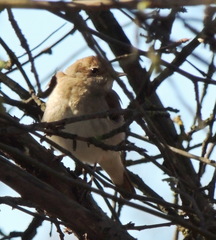 Ficedula hypoleuca