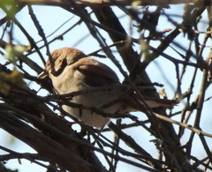 Ficedula hypoleuca