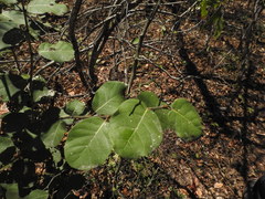 Coccoloba barbadensis