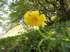 Lilium monadelphum