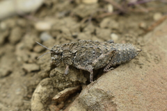 Nocarodes geniculatus