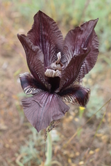 Iris acutiloba