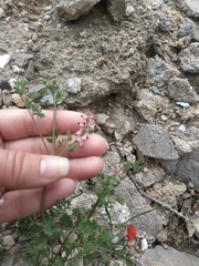 Fumaria kralikii