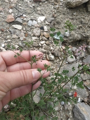 Fumaria kralikii