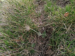 Pulsatilla halleri styriaca