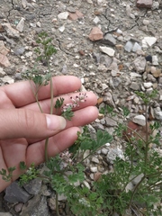 Fumaria kralikii
