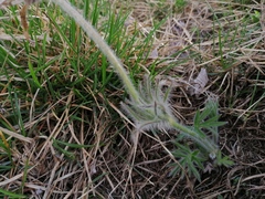 Pulsatilla halleri styriaca