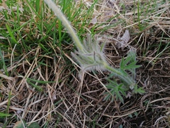Pulsatilla halleri styriaca