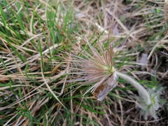 Pulsatilla halleri styriaca