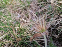 Pulsatilla halleri styriaca