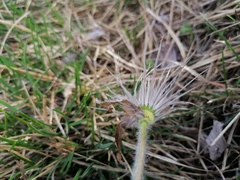 Pulsatilla halleri styriaca