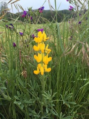 Lupinus luteus