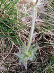 Pulsatilla halleri styriaca