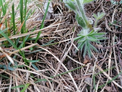 Pulsatilla halleri styriaca