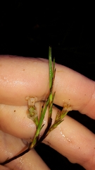 Dracophyllum subulatum