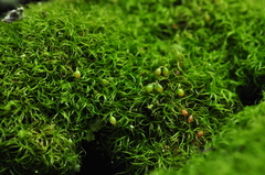 Amphidium californicum