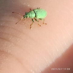 Polydrusus formosus