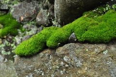 Amphidium californicum