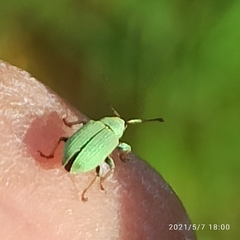 Polydrusus formosus