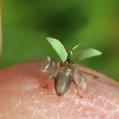 Polydrusus formosus